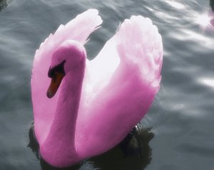 pink swan